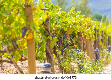 Grape Wineyard In Paarl  South Africa