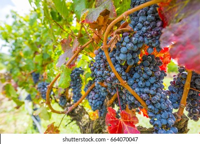 Grape Wineyard In Paarl  South Africa