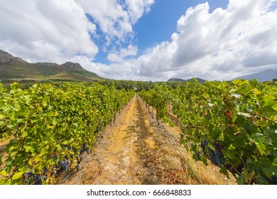 Grape Wineyard In Paarl  South Africa