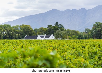 Grape Wineyard In Paarl  South Africa