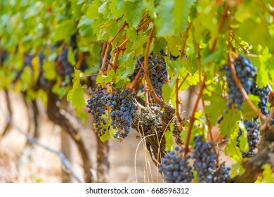 Grape Wineyard In Paarl  South Africa