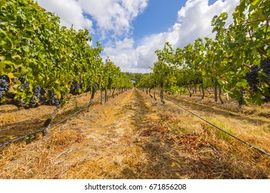 Grape Wineyard In Paarl  South Africa