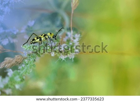 Grape wood borer beetle isolated on pink flower. Yellow and black beetles. Chlorophorus varius.