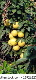Grapefruit on a grapefruit tree