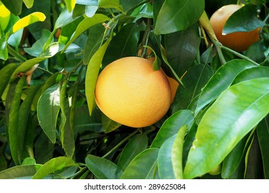 A Grapefruit On A Tree