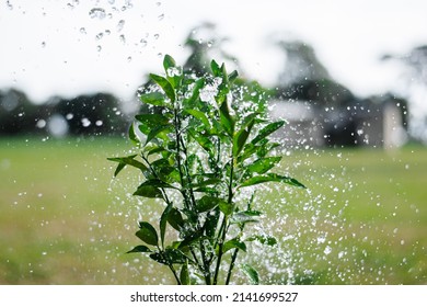 Grapefruit Plant Under Fresh Water Irrigation In Hot Season