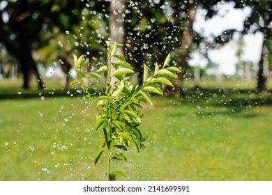 Grapefruit Plant Under Fresh Water Irrigation In Hot Season