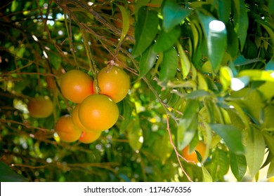 Grapefruit Grapefruit Tree