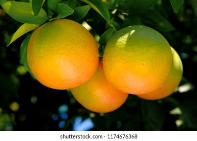 Grapefruit Grapefruit Tree