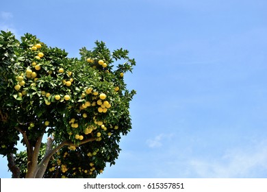 Grapefruit Tree - Citrus 
