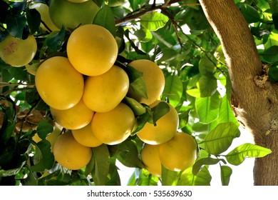 Grapefruit Tree - Citrus X Paradisi.

