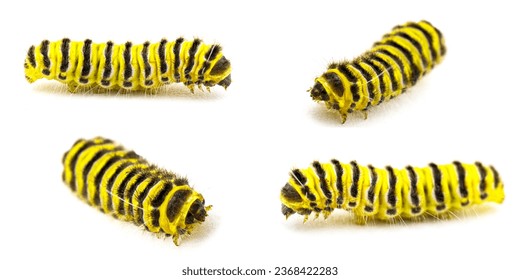 grapeleaf skeletonizer moth caterpillar - Harrisina americana - common in eastern half of United States, defoliating grapes, especially Virginia creeper isolated on white background four views