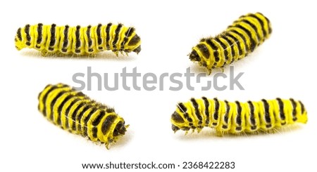 grapeleaf skeletonizer moth caterpillar - Harrisina americana - common in eastern half of United States, defoliating grapes, especially Virginia creeper isolated on white background four views