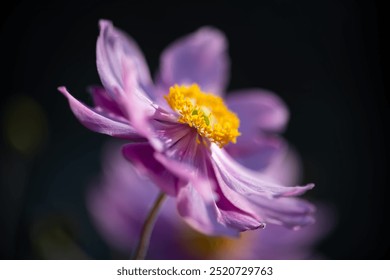 Grape-leaved windflower or anemone (Eriocapitella vitifolia) a fall-blooming flowering plant in the buttercup family Ranunculaceae. Macro close up of violet petals and yellow stamen, isolated on black - Powered by Shutterstock