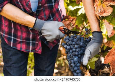 Grapes agriculture, Food business. Farmer harvesting fruits for wine production at vineyard countryside farm - Powered by Shutterstock