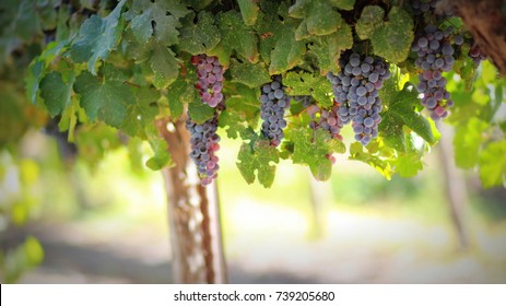 Grapes In Autumn In Israel