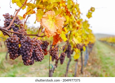 Grapes In Autumn Vineyard, Southern Moravia, Czech Republic