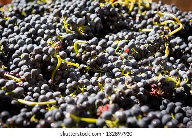 Grapes From The Barossa Valley Wine Region