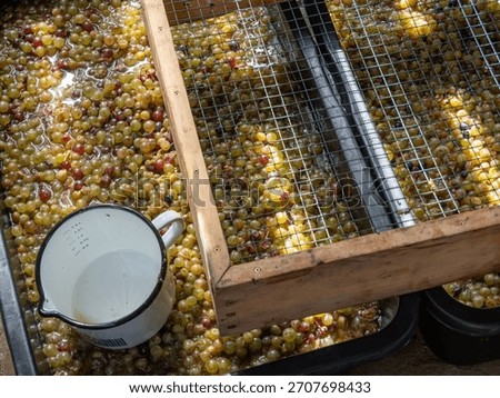 Grapes being processed in a traditional setting with a strainer and a measuring jug, showcasing winemaking or fruit processing techniques.
