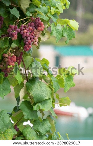 grapes bunches hanging on branches near sea in autunm on galician vine ,  background