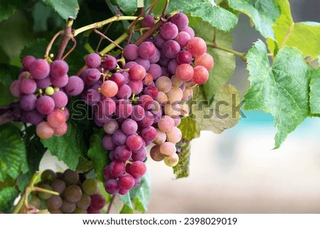 grapes bunches hanging on branches near sea in autunm on galician vine ,  background