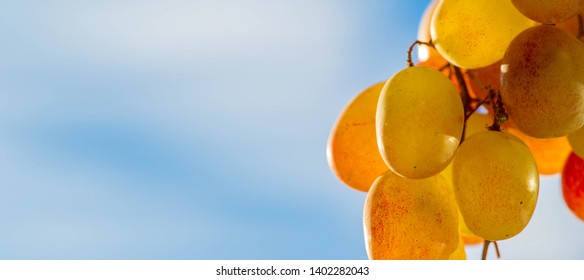 フルーツビネガー の画像 写真素材 ベクター画像 Shutterstock
