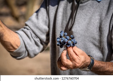 Grapes In A Chilean Vineyard - Santiago, Chile