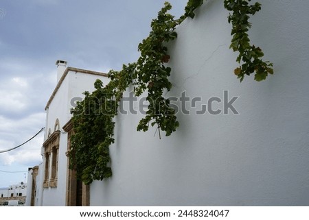 Grapes climb over a fence in ancient Lindos. A grape is a fruit, botanically a berry, of the deciduous woody vines of the flowering plant genus Vitis. Rhodes Island, Dodecanese, Greece