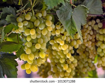 Grapes are cultivated all over India -eaten as fresh when dried they are called dry fruits. Both types have different nutritive values ,called Draksh in Ayurved ,one of the commonest medicines