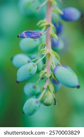 grapes dangling from the tree