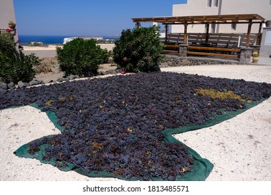 Grapes drying out in the sun in Santorini Island in Greece 