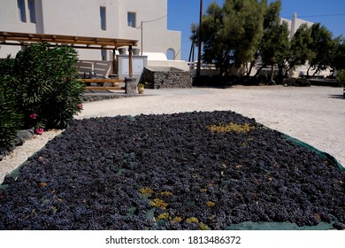 Grapes drying out in the sun in Santorini Island in Greece on Aug.  18, 2020