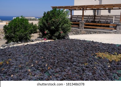 Grapes drying out in the sun in Santorini Island in Greece on Aug.  18, 2020