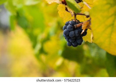 Grapes In Fall In Sonoma County California