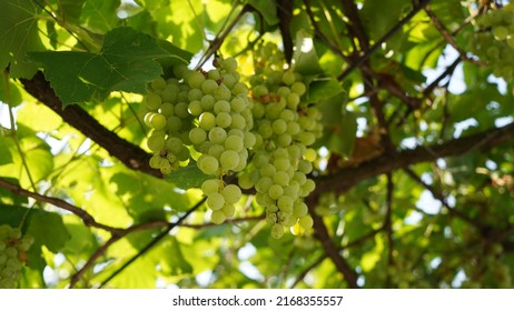 Grapes farming in Uttarakhand, Himalaya , India, 20th May 2022