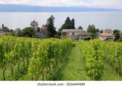 grapes field in Lac Leman wineyard