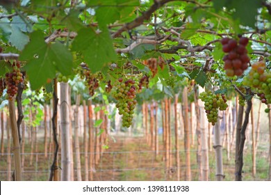 Grapes At Grape Farm In Bauang, La Union, Philippines