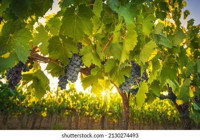 Grapes and grapevine in Chianti vineyard and sun. Close up before grape harvest. Tuscany, Italy