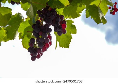 grapes, grapevine, vine, vineyard, fruit, purple, green leaves, bunch, cluster, nature, harvest, ripe, fresh, foliage - Powered by Shutterstock