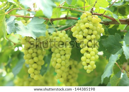 grapes with green leaves on the vine. fresh fruits