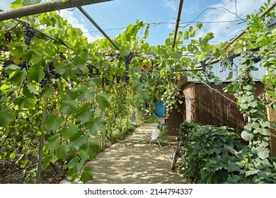 The grapes grow in the courtyard of the house