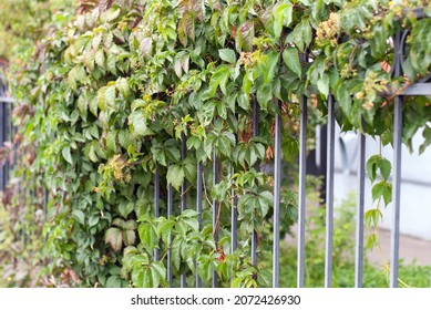 Les raisins poussent sur la clôture de la maison.