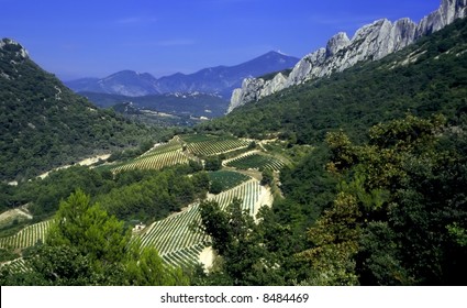 Grapes Growing In Cote Du Rhone Vineyards In Vaucluse Provence South Of France.