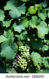 Grapes Growing On The Vine In The Western New York Wine Country Near Seneca Lake.