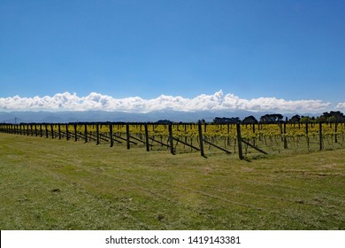 Grapes growing in the wine area of Martinborough in New Zealand. - Shutterstock ID 1419143381