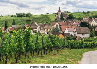 grapes grows in rows in the fields of Burgundy, winemaking business in France, fresh green background.Bergheim (Bas-Rhin, Alsace, France)