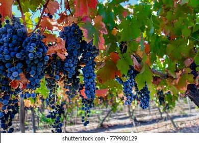 Grapes Hanging In Vineyard In San Clemente, Maule Region, Chile. 