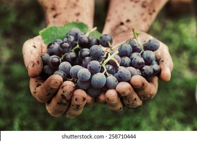 Grapes harvest. Farmers hands with freshly harvested black grapes. - Shutterstock ID 258710444