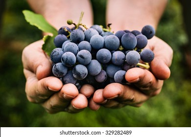 Grapes harvest. Farmers hands with freshly harvested black grapes. - Shutterstock ID 329282489