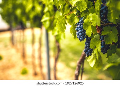 Grapes harvest in vineyard in the box. Farmers harvesting grape. Wine making concept.
